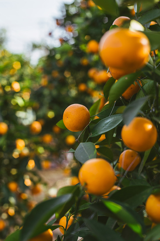 Clementine tree with ripe clementines